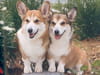 Welsh corgi