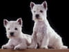 Westie