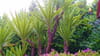 Yucca