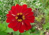 Zinnia